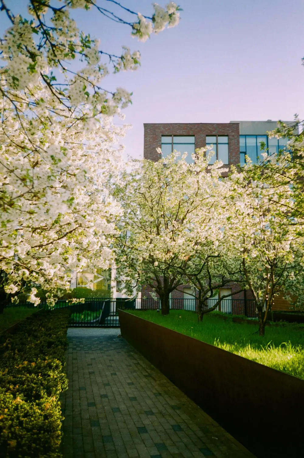 Blossom trees along a path between new homes